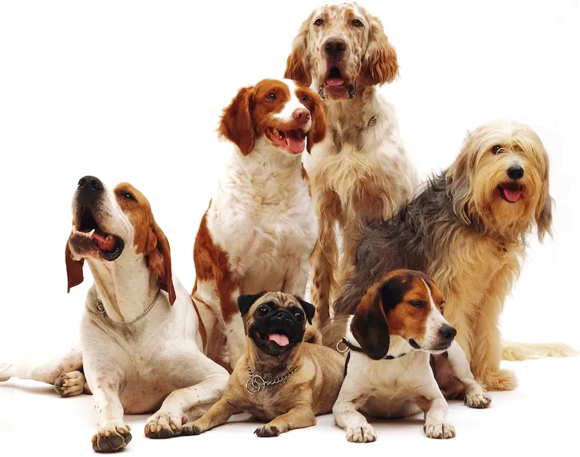 Top Dog Treat Suppliers